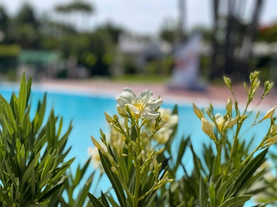 Cozy & Modern Bungalow W/Private Garden Bbq+Wifi Maspalomas  Eksteriør billede
